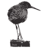Redshank - Monochrome Bird Silhouette