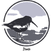 HGWILD - Bécasseau variable