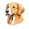 Golden Retriever Cartoon Head Portrait