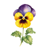 Duo Pensée Jaune Violet