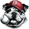 English Bulldog Baseball Dog