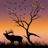 Sunset Nature