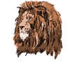 Lion portrait in warm mane