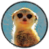 Petit suricate en cercle Aquarelles