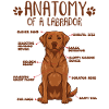 Anatomie eines Fox Red Labradors