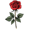 Red Rose Illustration Graphic