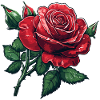 Rose mit Knospen und wassertropfen