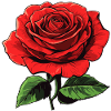 Red Flower - Rose
