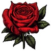Rose Red Blossom