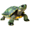 Green Yellow Turtle Pattern