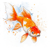 Koi Aquarelle Carpe
