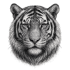 Black and White Tiger Head Drawing