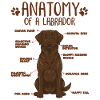 Anatomie d’un Labrador brun