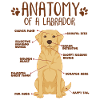 Yellow Labrador Anatomie Infografik