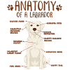 Anatomie d’un labrador blanc