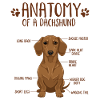Anatomie d’un teckel