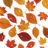 Autumn Leaf Pattern