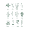Botanische Wildkräuter Illustration -Waldgrün 