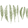 Yarrow Leaves Silhouettes