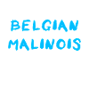 Belgium Malinois