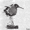 Redshank (Tringa totanus) Glitch Noir