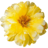 Portulaca