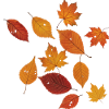 Autumn leaves without borders