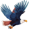 White-tailed eagle in flight