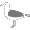 Silbermöwe