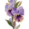 Purple Flowers - oil on canvas