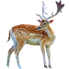 Cerf aquarelle avec bois