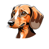 Dachshund Portrait Orange Cartoon