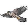 Sparrowhawk bird of prey