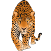 Leopard Raubkatze