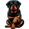 Rottweiler Propriétaire de Rottweiler Lovers