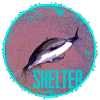 Dolphin Shelter Circle