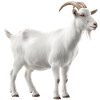 White Mountain Goat Portrait