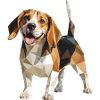 Beagle - Cool Low Poly Logo
