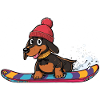 Dackel Snowboard im Winter