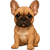 Frans_Bulldog_puppy_lief