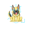 Anatomie d’un berger allemand
