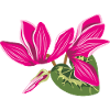 Bouquet of cyclamens flowers