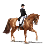 Dressage rider in an elegant outfit