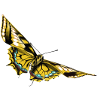 Golden Wing Butterfly