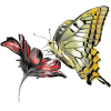 Butterfly in bloom