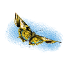 Yellow Butterfly Blue Accent