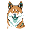 Cheerful Shiba Portrait