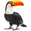 Toucans Toucan