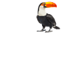 Toucans Toucan