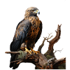 Imperial eagle on mossy branch